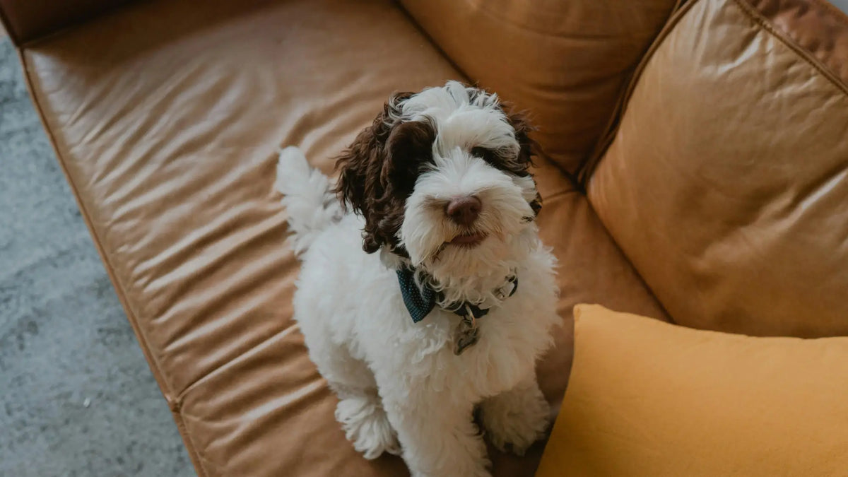 Pet-Friendly Sofas: What to Look for If You Have Cats or Dogs