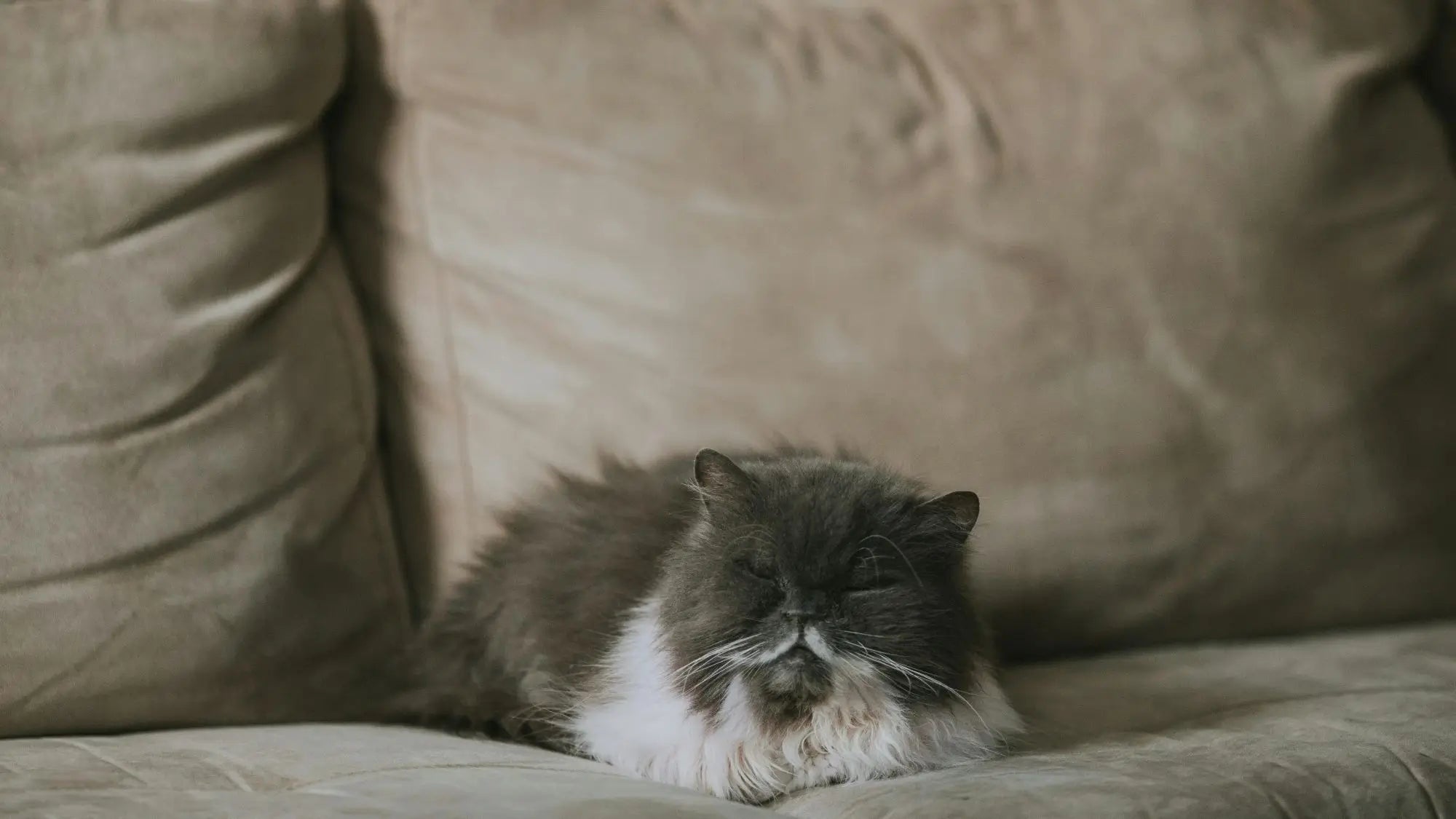 Best Pet-Friendly Sofa