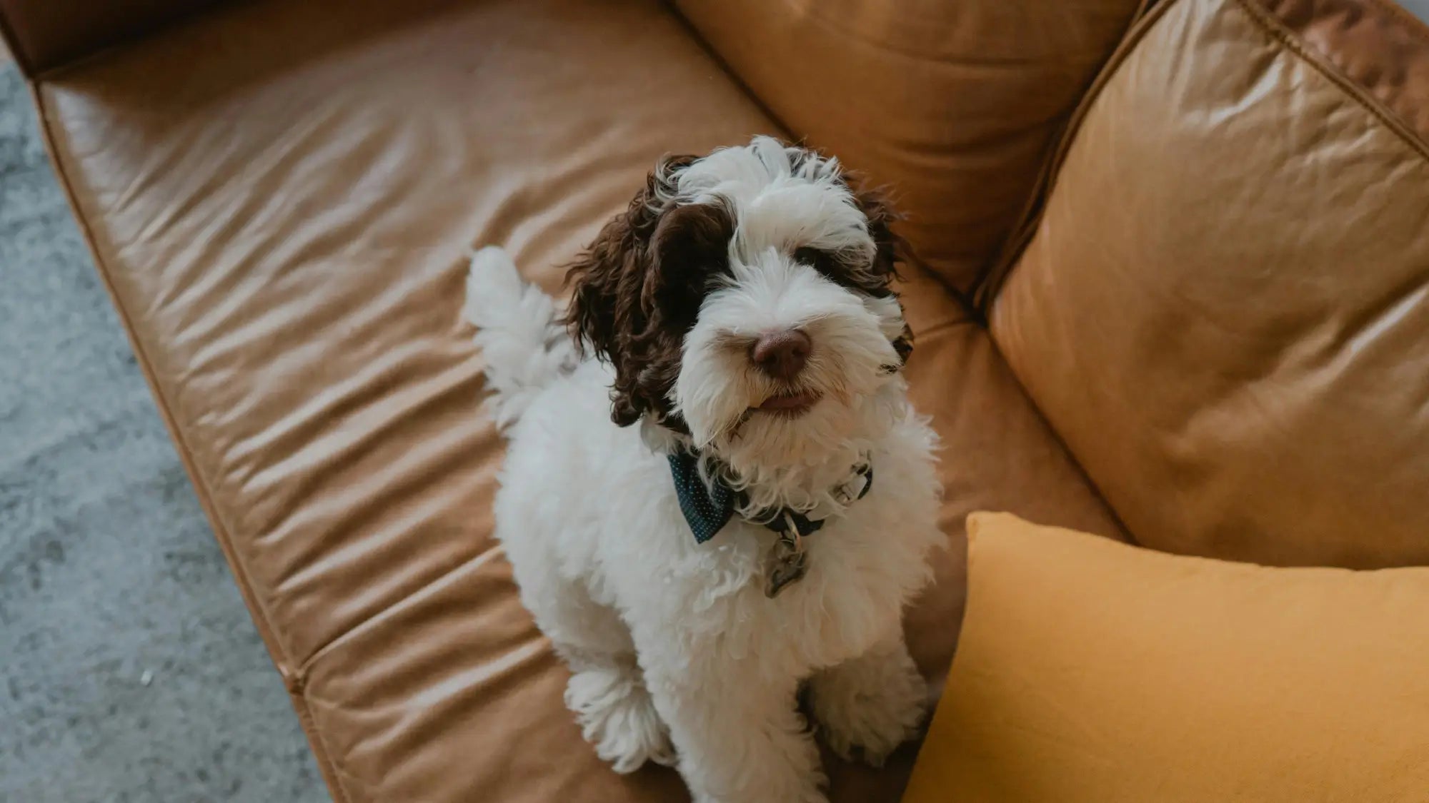 Pet-Friendly Couch