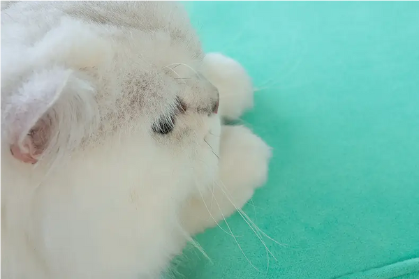 Pet-Friendly Durability