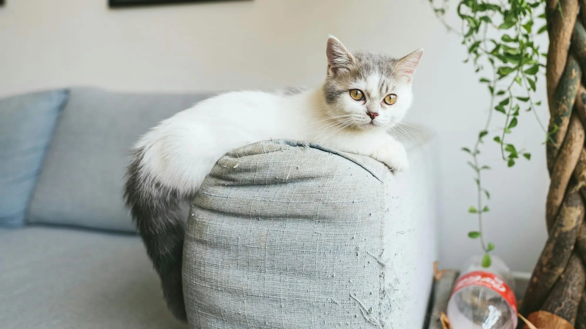Pet-Friendly Sofa